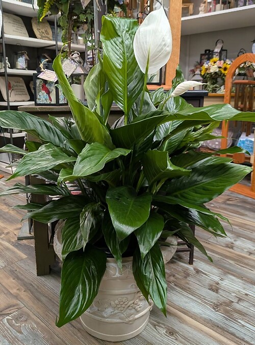 Fancy Pot Large Peace Lily