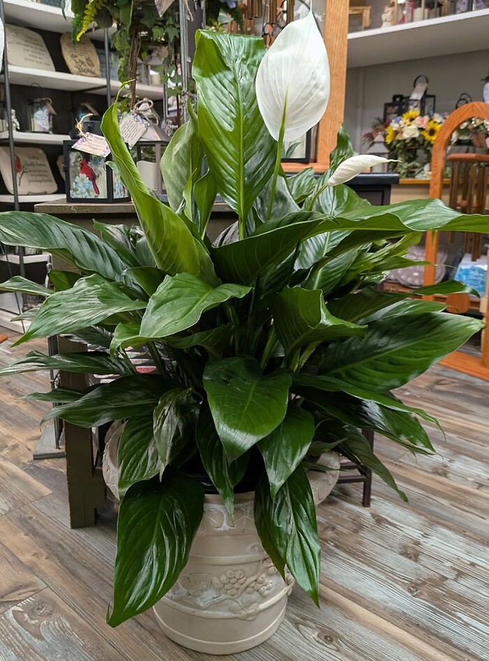 Fancy Pot Large Peace Lily